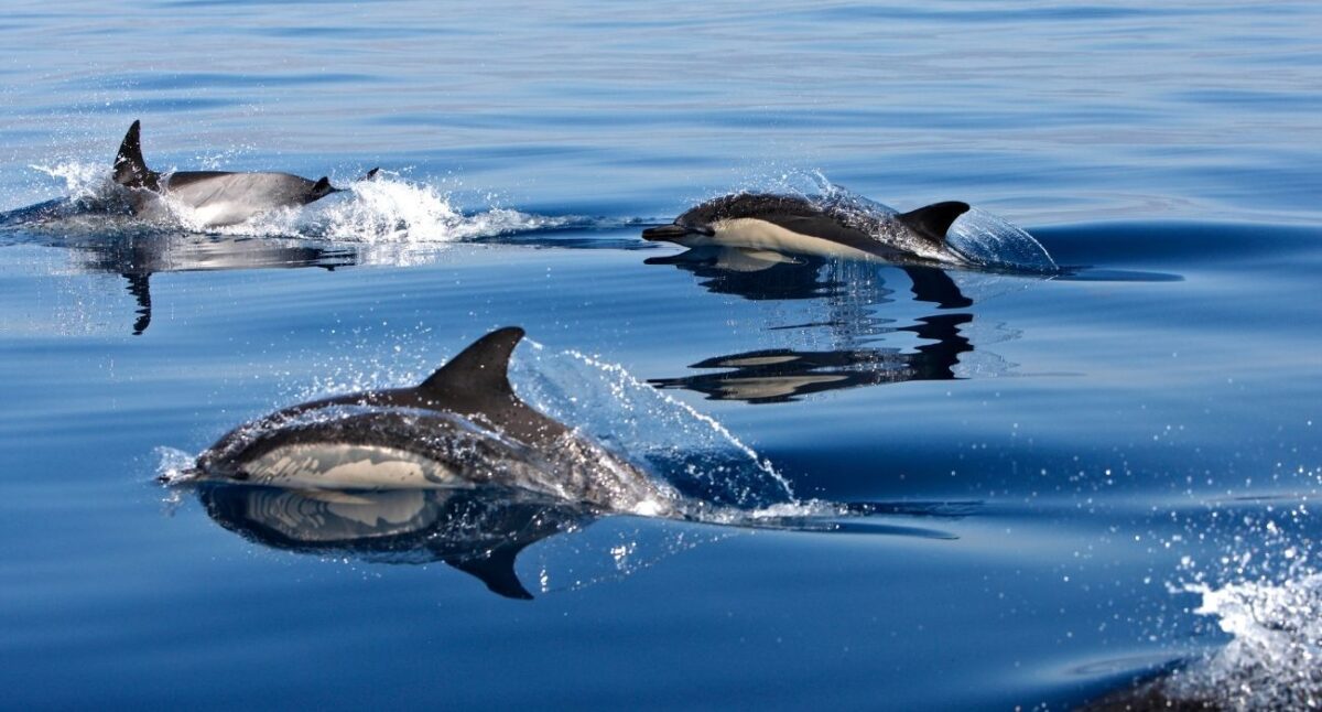 Dolphin Watching